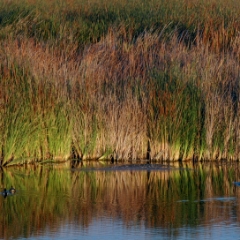 Shoreline marsh reflections