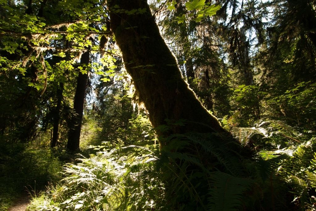 Olympic National Park photograph. Quinault Rainforest in Olympic National Park, Washington. The light was beautiful and I took tons of photos.