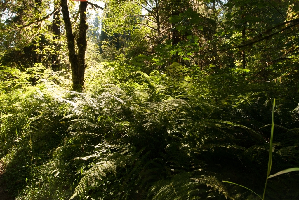 Olympic National Park photograph. Sunlight shining through the ferns at Quinault Rainforest