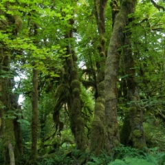 Hoh Rainforest Hall of Mosses