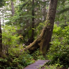 The path to Cape Flattery