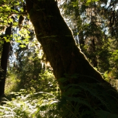 Quinault Rainforest backlit trees