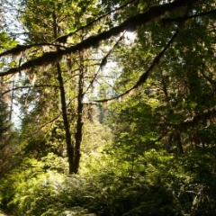 Quinault Rainforest ferns and moss