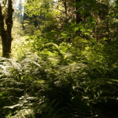 Quinault Rainforest ferns in the sunlight