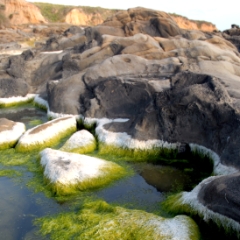 Algae growing in tidepools