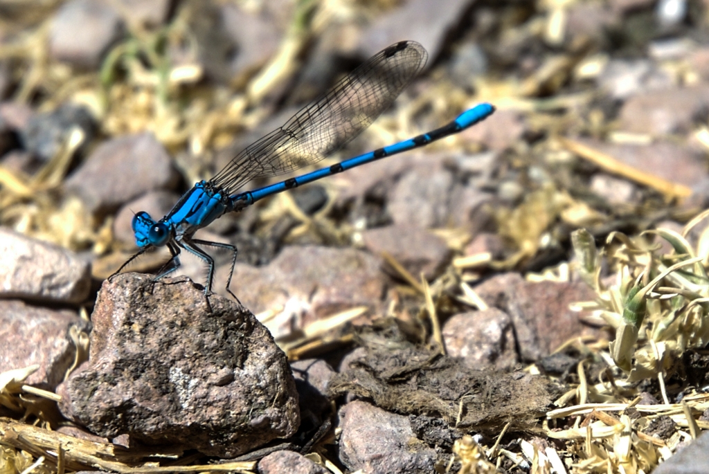 Pinnacles National Monument, California photograph. I am told this is not a dragonfly.