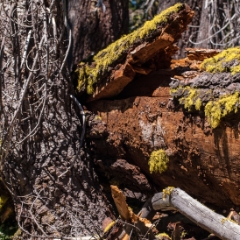 Fallen redwood log with moss