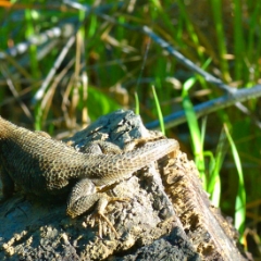 Lizard sunning himself on a log