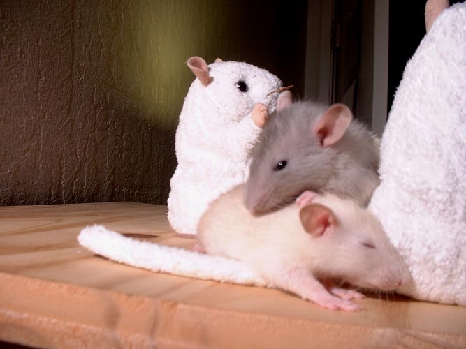 French Fry and Oatmeal  photograph. French Fry & Oatmeal were rat pals