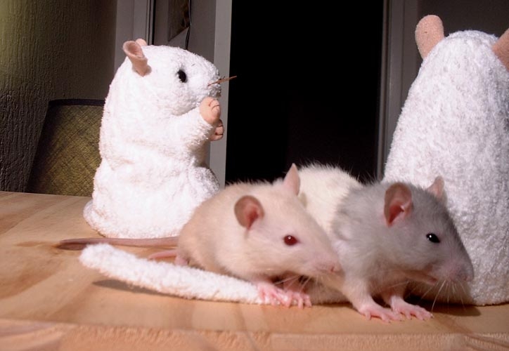 French Fry and Oatmeal  photograph. Sniff sniff! What do they see?