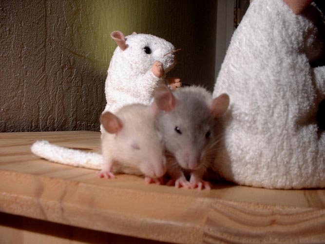 French Fry and Oatmeal  photograph. 