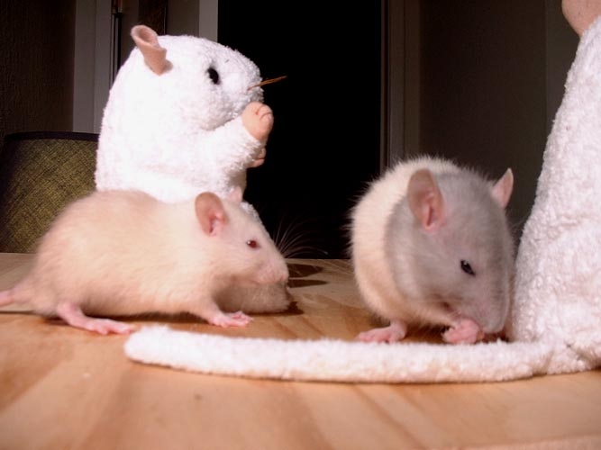 French Fry and Oatmeal  photograph. French Fry & Oatmeal are shown here with some rat beanie babies