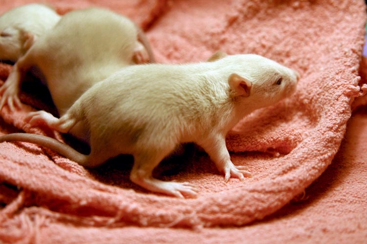 Beige baby rats photograph. 