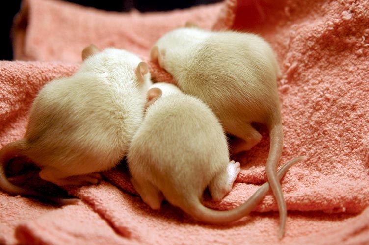 Beige baby rats photograph. 