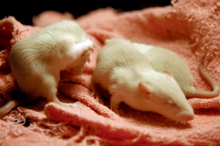 Beige baby rats photograph. 