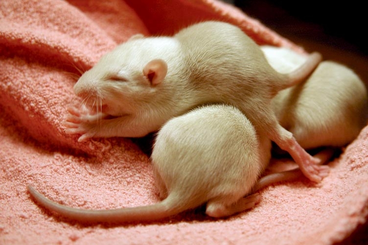 Beige baby rats photograph. 