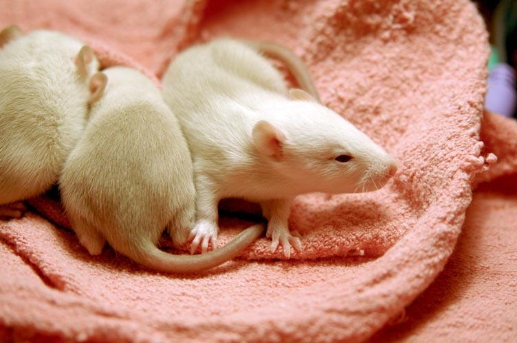 Beige baby rats photograph. 