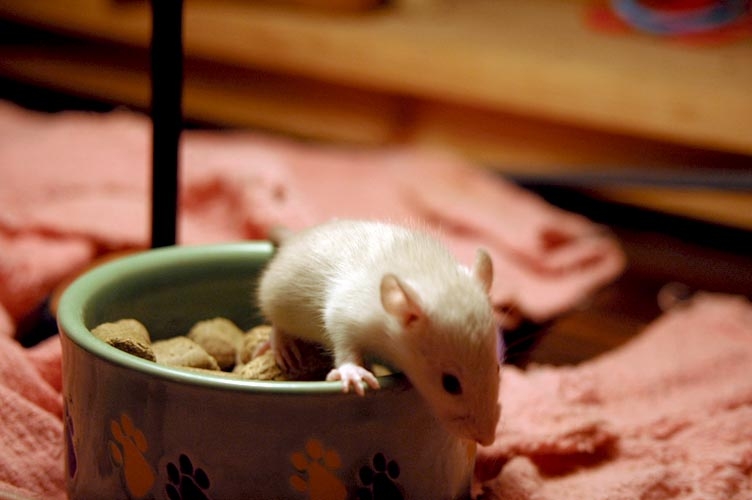 Rats in the foodbowl photograph. 