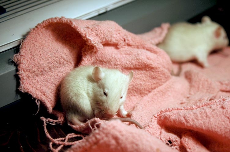 Rats in the foodbowl photograph. 