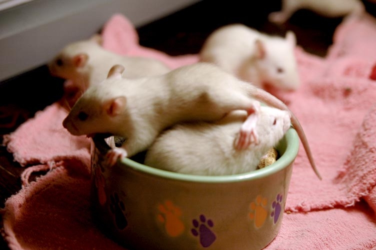 Rats in the foodbowl photograph. 