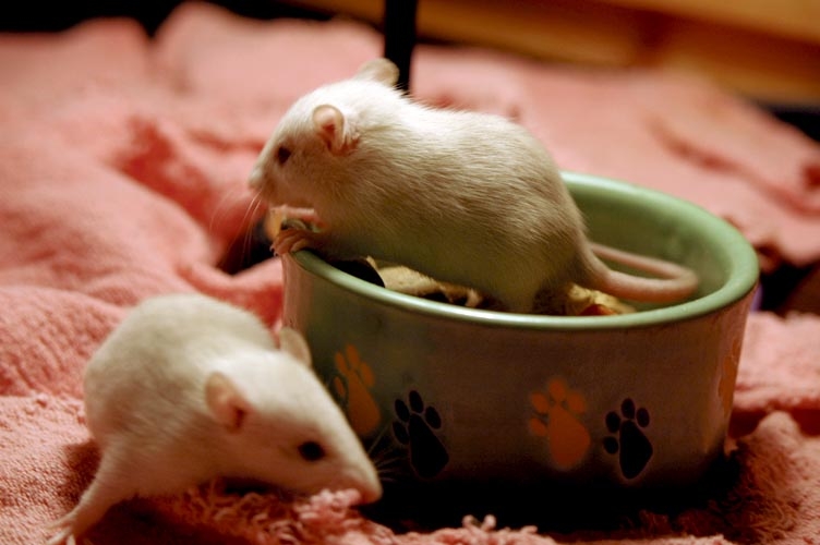 Rats in the foodbowl photograph. 