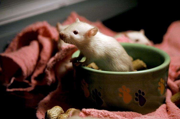 Rats in the foodbowl photograph. 