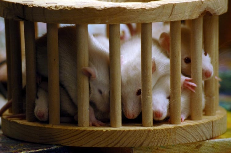 Rats in the playpen photograph. 