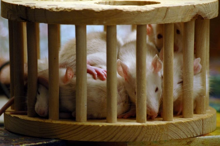 Rats in the playpen photograph. 
