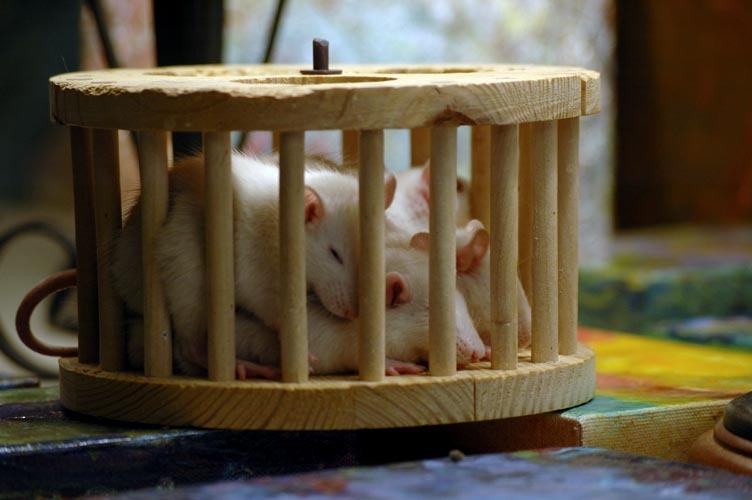 Rats in the playpen photograph. 