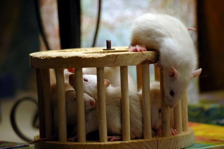 Rats in the playpen photograph. 