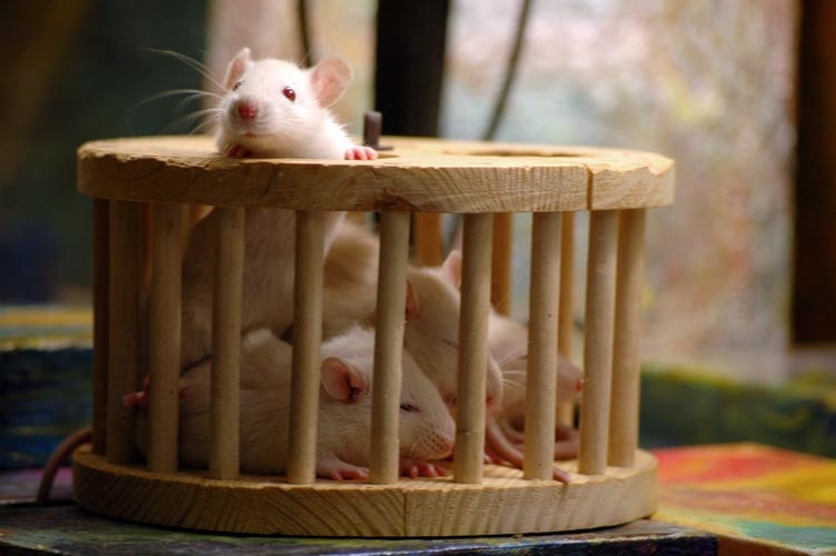 Rats in the playpen photograph. 