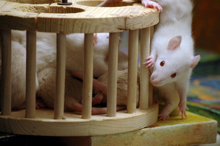 Rats in the playpen photograph. 