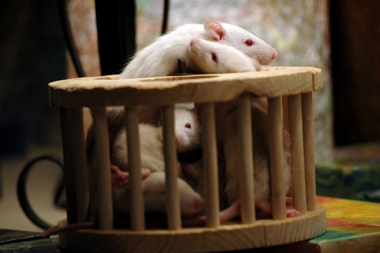 Rats in the playpen photograph. 