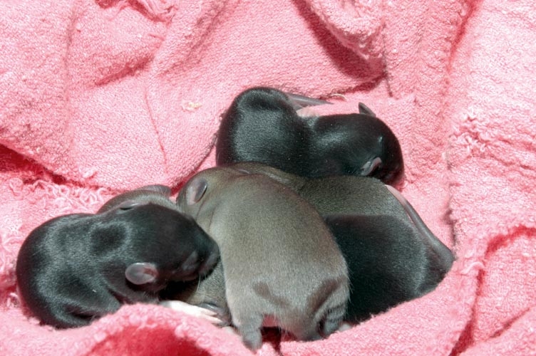 Week-Old Brown Rat Babies photograph. 