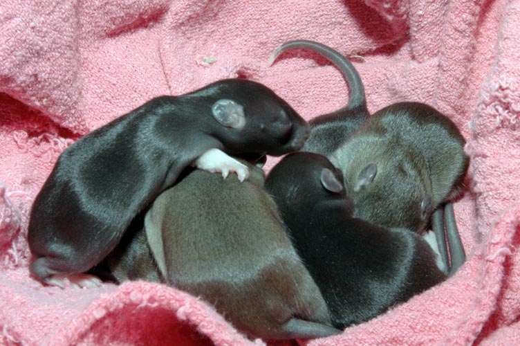 Week-Old Brown Rat Babies photograph. 