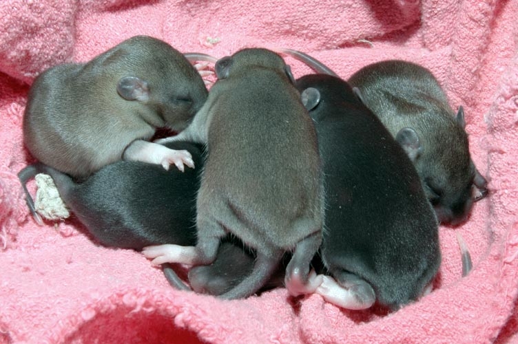 Week-Old Brown Rat Babies photograph. 