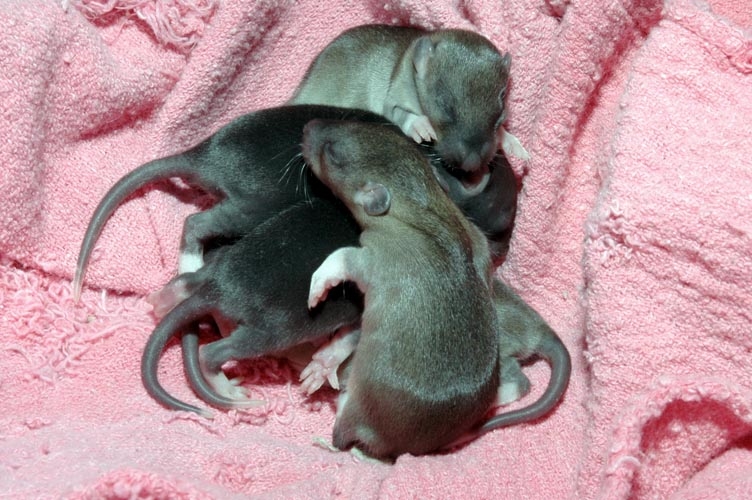 Week-Old Brown Rat Babies photograph. 