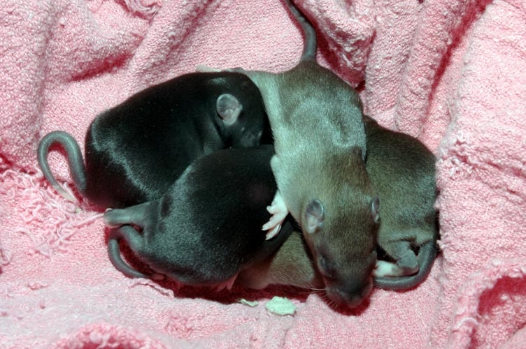 Week-Old Brown Rat Babies photograph. 