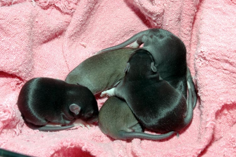 Week-Old Brown Rat Babies photograph. 