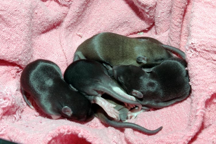 Week-Old Brown Rat Babies photograph. 