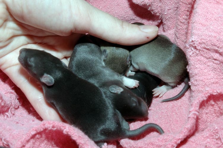 Week-Old Brown Rat Babies photograph. 