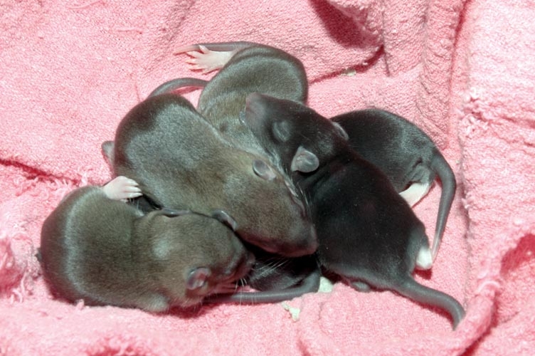 Week-Old Brown Rat Babies photograph. 