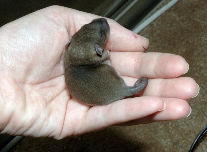 Week-Old Brown Rat Babies photograph. 