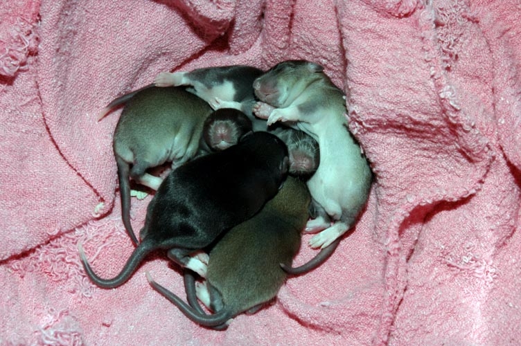 Week-Old Brown Rat Babies photograph. 
