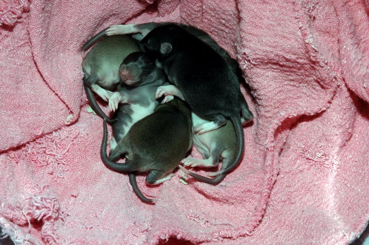 Week-Old Brown Rat Babies photograph. 