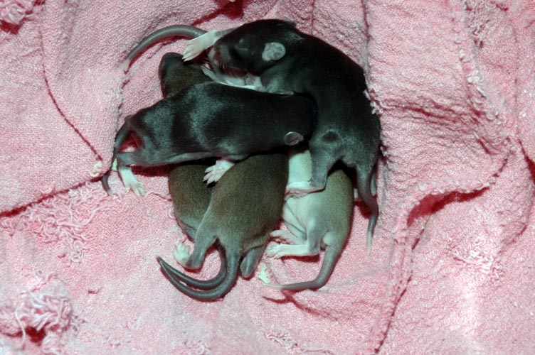Week-Old Brown Rat Babies photograph. 