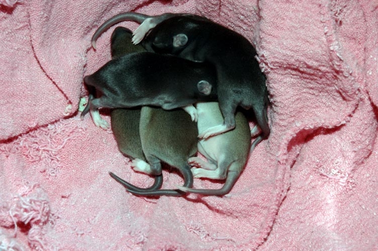 Week-Old Brown Rat Babies photograph. 