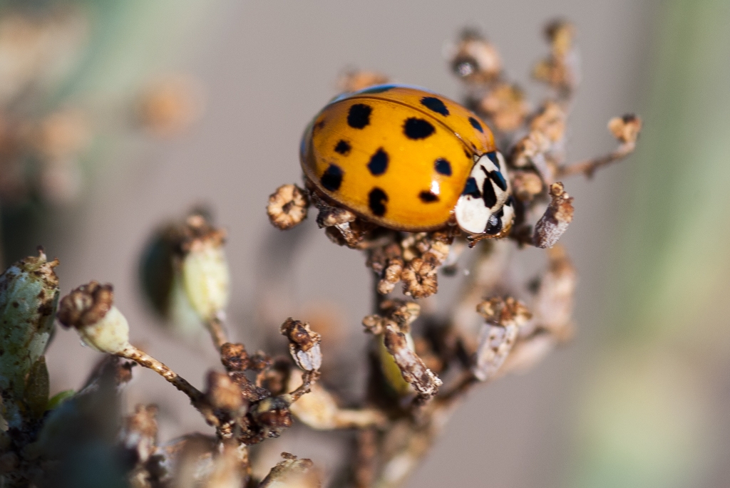 Bugs, spiders, and butterflies photograph. Go little ladybug, go! You have important things to do! Spotted at Mountain View Shoreline.
