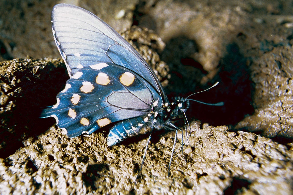 Bugs, spiders, and butterflies photograph. Flash photograph of the same butterfly.