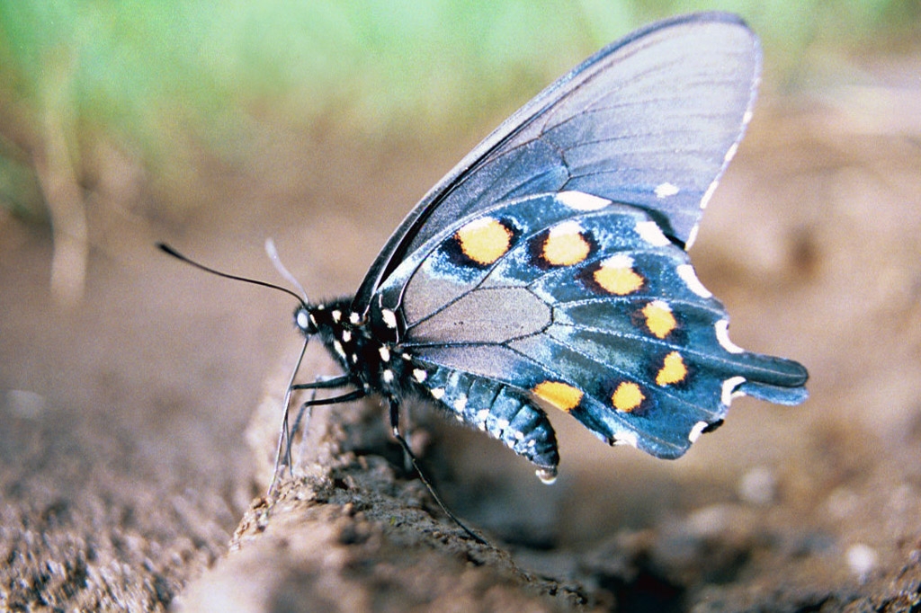 Bugs, spiders, and butterflies photograph. Butterflies that seem to be laying eggs. I saw them on a caving/camping trip in West Virginia.